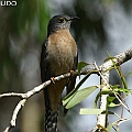 Fan-tailed Cuckoo near the signs ウチワヒメカッコウ <br />Canon EOS 7D + EF70-200 F4.0L + EF1.4xII 